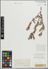 Foto von Salix lapponum L. x Salix silesiaca Willd.